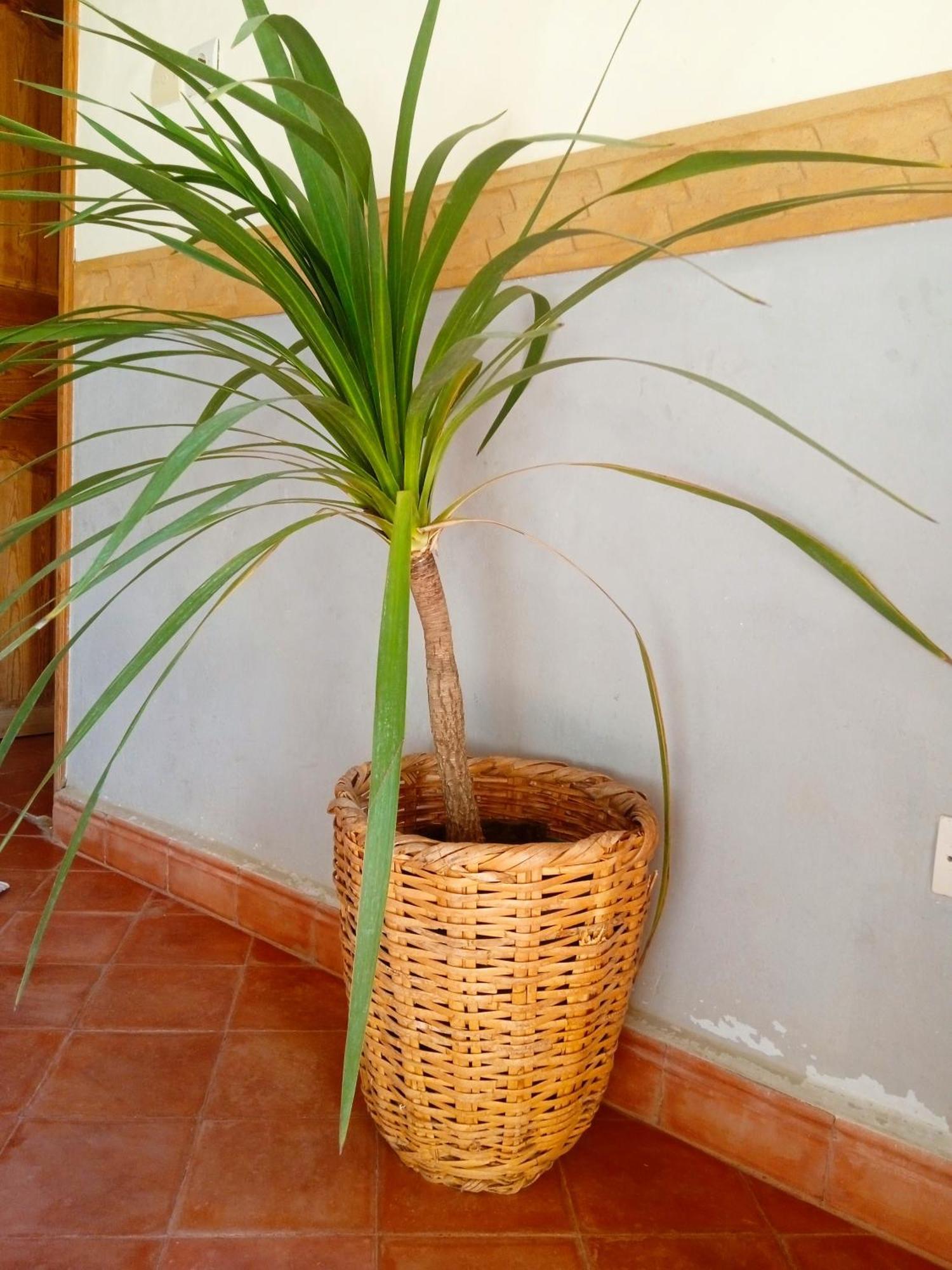 Bani House Apartment *